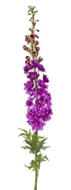 Delphinium XL spray lilac 130cm-0