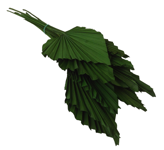 Palm Spear Green x 10pcs-0