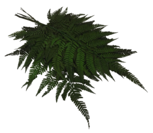 Preserved Leather Fern Green x 10ps App 40cm-0