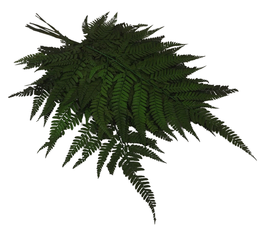 Preserved Leather Fern Green x 10ps App 40cm-0