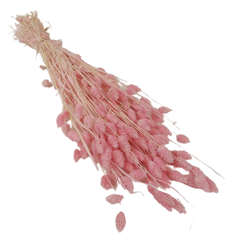Phalaris Light Pink 150g-0