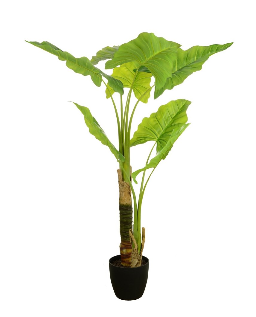 Calla Tree in Pot 120cm-0
