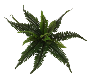 Boston Fern x 16 Leaves 28cm-0