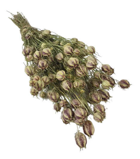Nigella Pods Natural (Spanish)-0