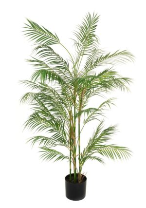 Areca Palm In Pot - 150cm-0