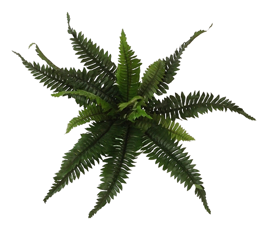 Boston Fern x 16 Leaves 28cm-0