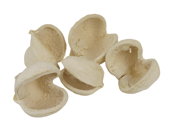 Buddha Nuts Bleached x 5pcs-0