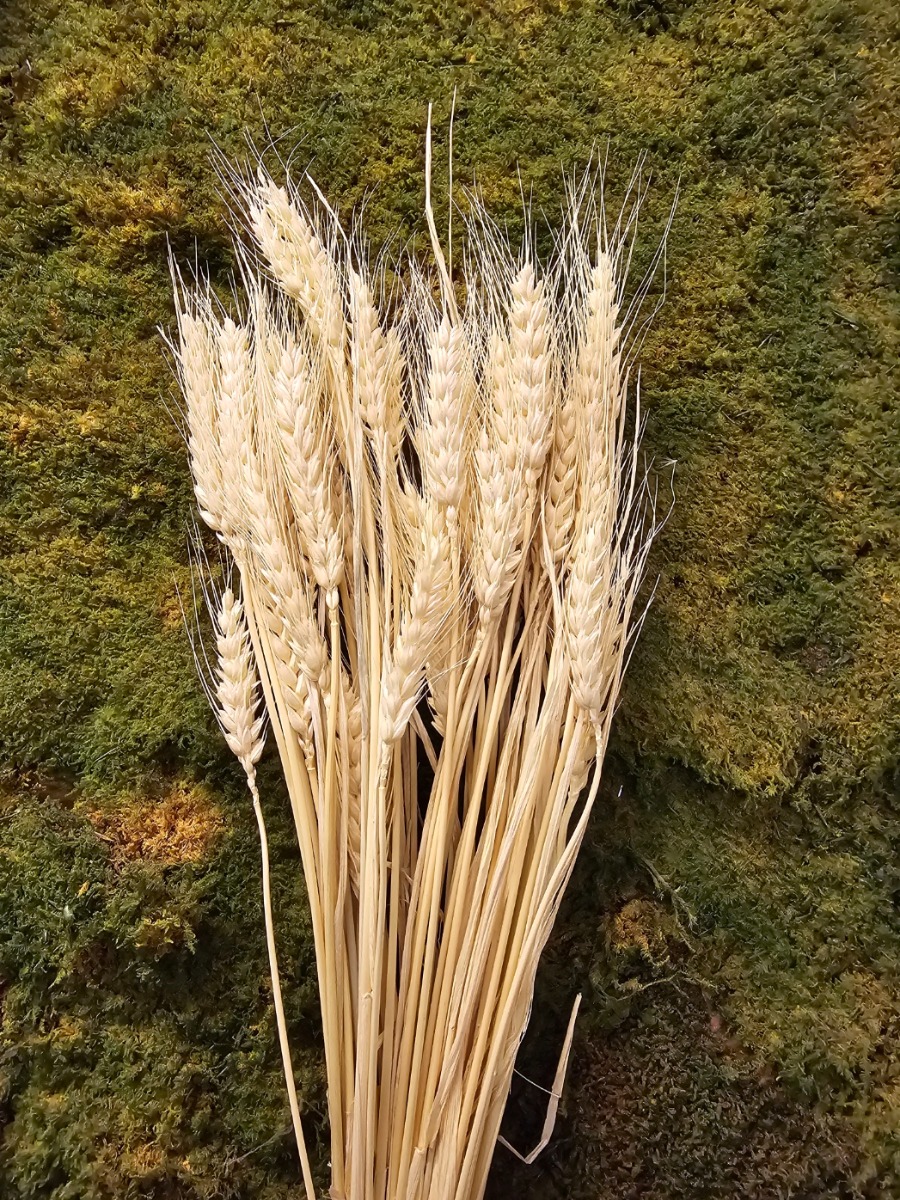 Barley Bleached Bunch-26326