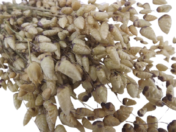 Briza Maxima Natural 50g-21606