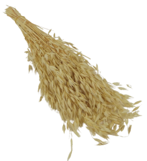Oats Bunch Bleached-0