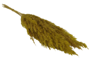Wild Reed Plume (Pampas) Yellow x 6 stems-0