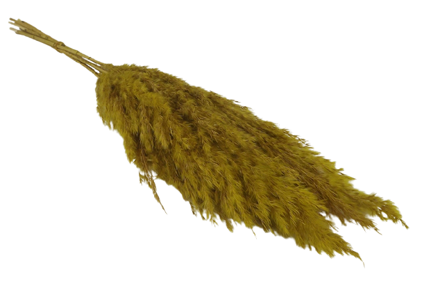 Wild Reed Plume (Pampas) Yellow x 6 stems-0