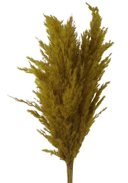 Wild Reed Plume (Pampas) Yellow x 6 stems-21617
