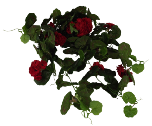 Geranium Bush Vines Red/Black-0