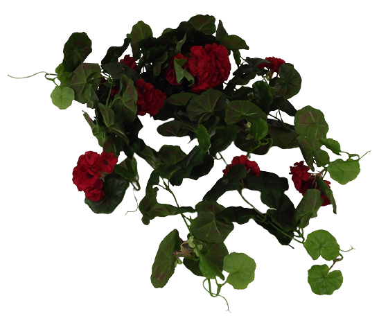 Geranium Bush Vines Red/Black-0