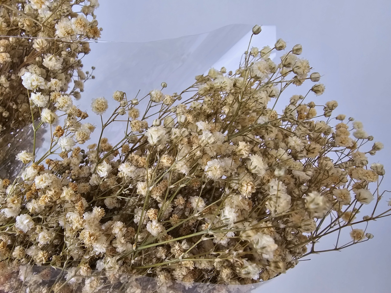 Preserved Gypsophila - Natural-0