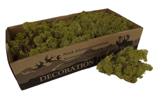 Reindeer Moss (Icelandic Moss) Kiwi