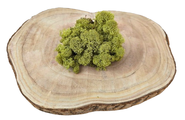 Reindeer Moss (Icelandic Moss) Kiwi