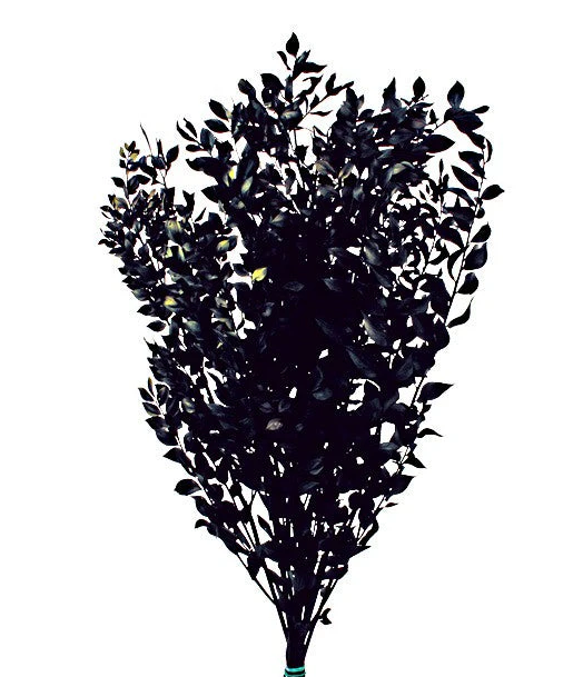Preserved Ruscus Black-0
