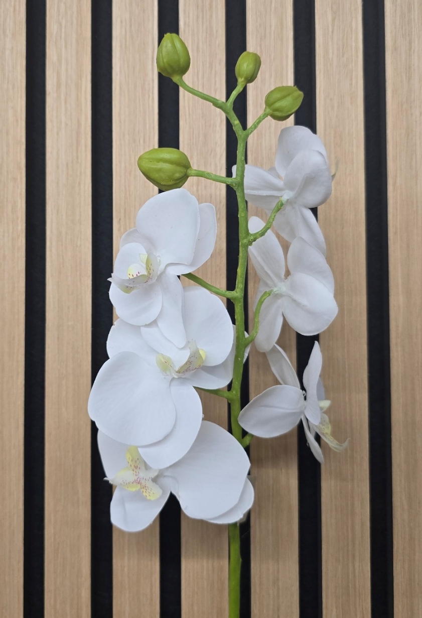 Phalaenopsis Orchid 58cm Cream/Yellow