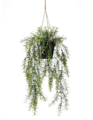 Asparagus Hanging 50cm In Pot-0