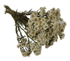 Dried Daisy (Oxodia) Bunch App 40g-0