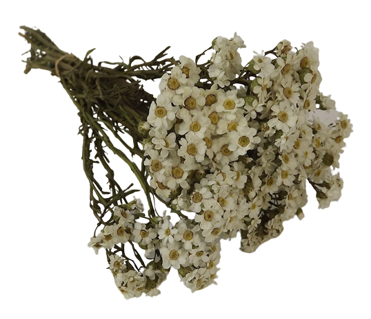Dried Daisy (Oxodia) Bunch App 40g-0