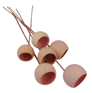 50cm Bell Cup Stem Pink-0