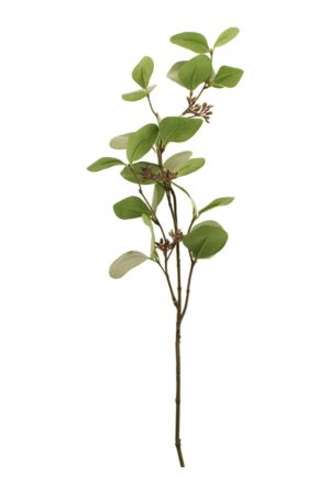 75cm Seeding Eucalyptus Green-0