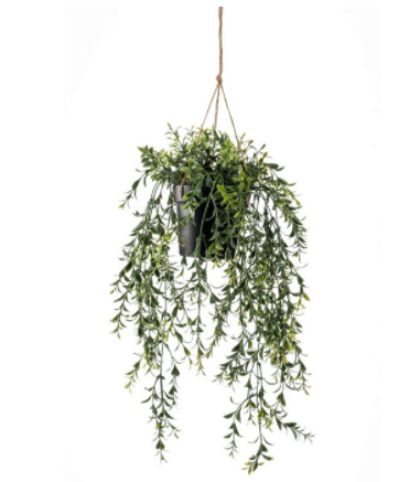 Boxwood Hanging 50cm In Pot-0
