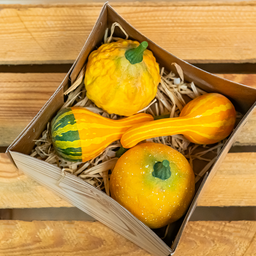 Gourds x 4 Yellow 8 - 12cm-25298