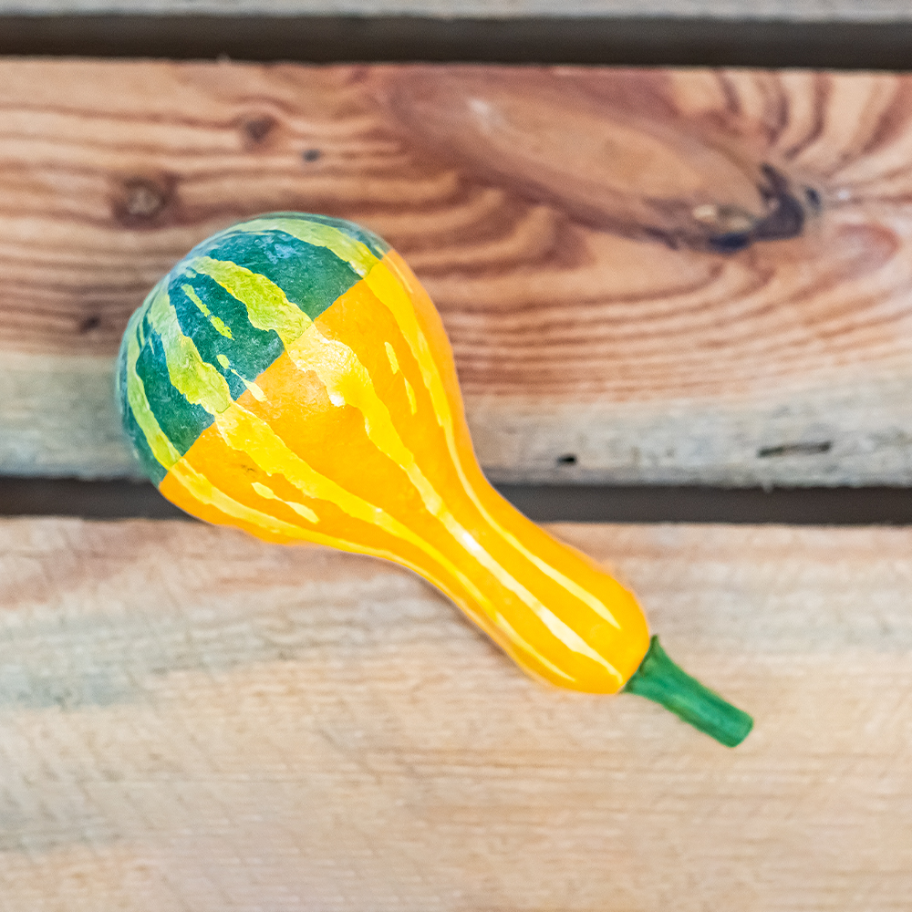 Gourds x 4 Yellow 8 - 12cm-25300