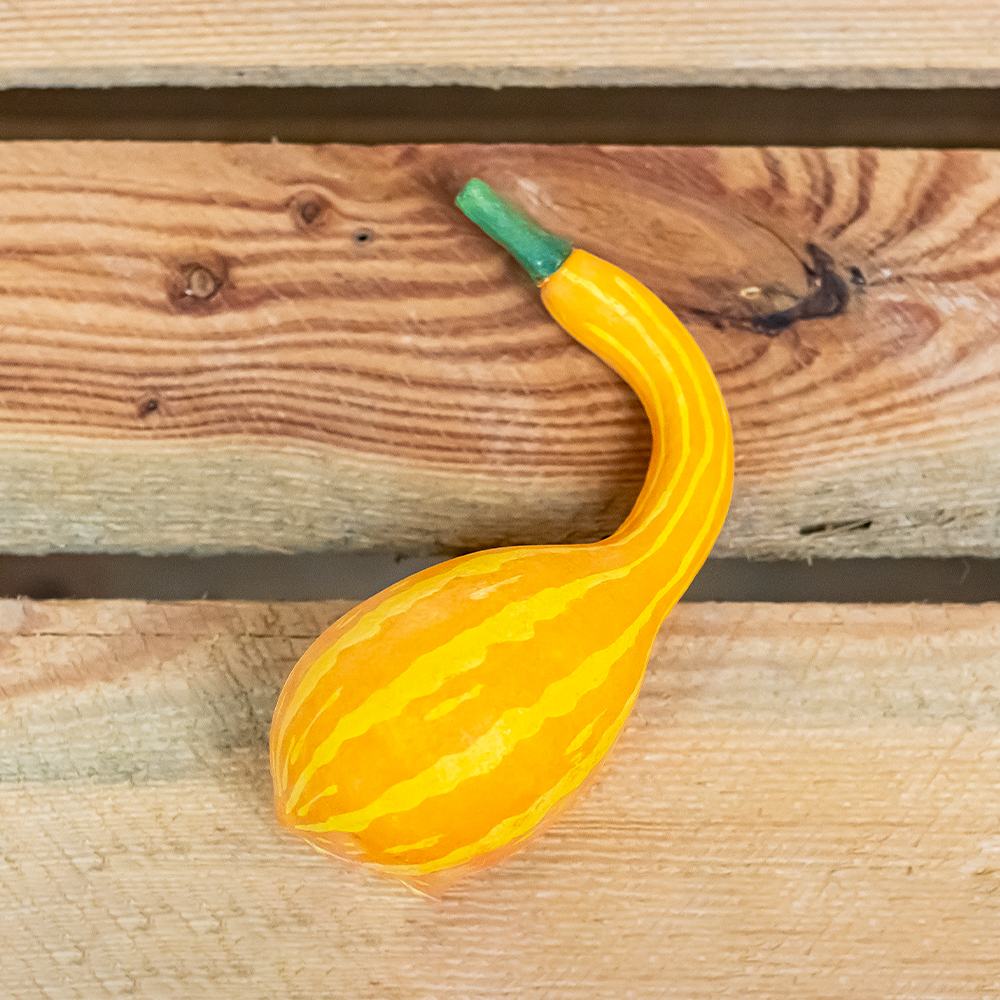 Gourds x 4 Yellow 8 - 12cm-25301