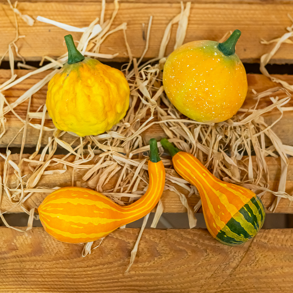 Gourds x 4 Yellow 8 - 12cm-25303
