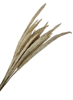 Mini Pampas Natural x 20 Stems-0