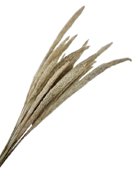 Mini Pampas Natural x 20 Stems-0