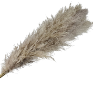 Pampas Grass (Brazil) x 5 Stems-0