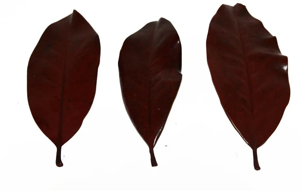 Magnolia Leaves Preserved Red x 1kg