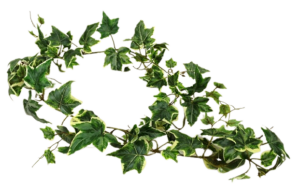 Variegated Ivy Garland 152cm UV Protected-0