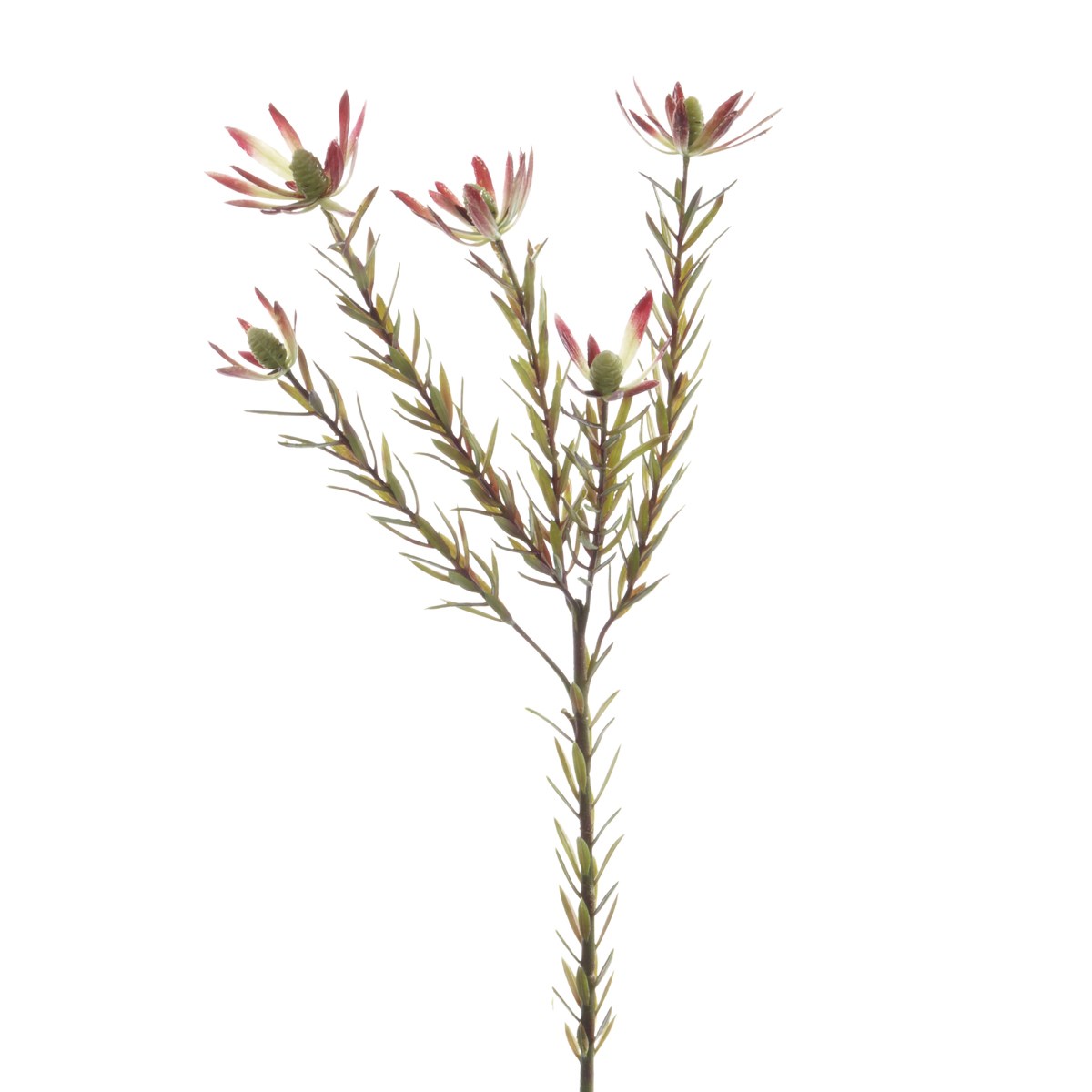 Leucadendron Spray 70cm Burg/Green-0