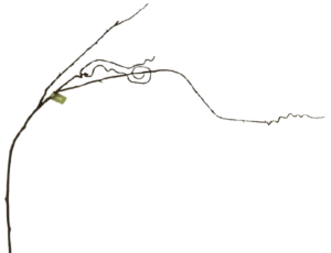 Tall Curly Twig Branch 147cm-0