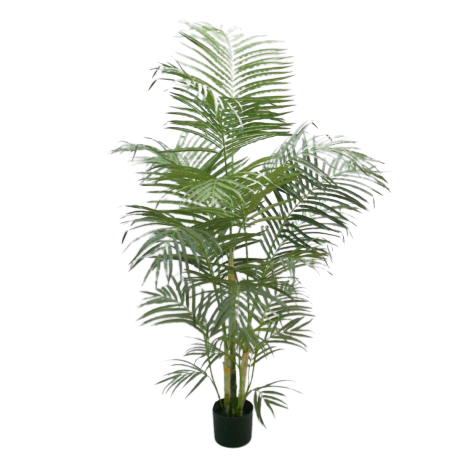 Areca Palm W/549 Leaves 165cm-0