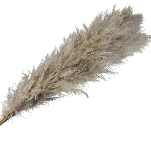 Pampas Grass (Brazil) x 5 Stems-0
