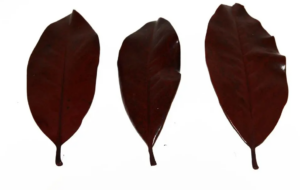 Magnolia Leaves Preserved Red x 1kg