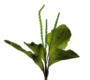 Plantain Green 29cm-0