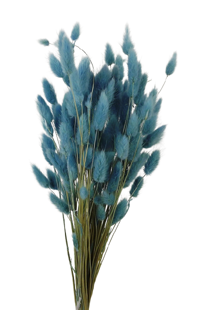 Lagarus/Bunny Tails Aquamarine 50g-0