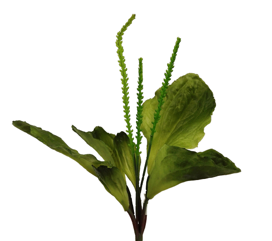 Plantain Green 29cm-0