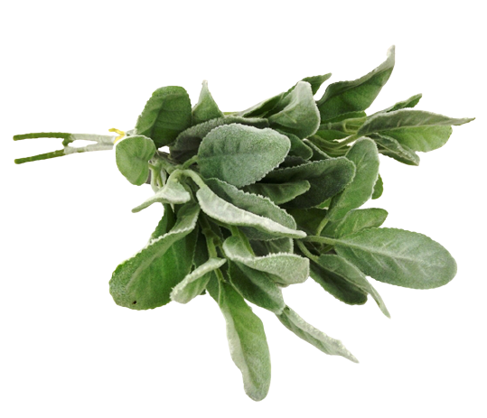 36cm Lambs Ear Hand Tied-0