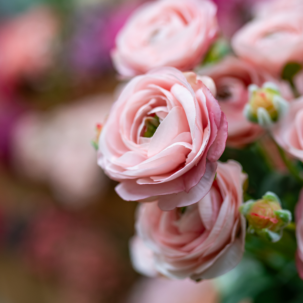 ECO Ranunculus Spray 67cm Pink-24923