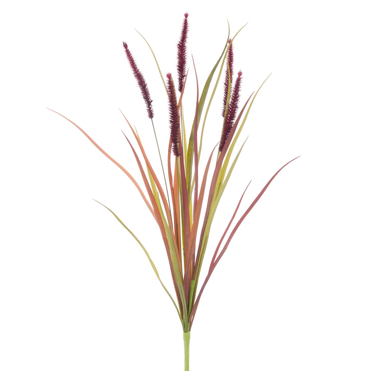 Fountain Grass 70cm Burgundy-0